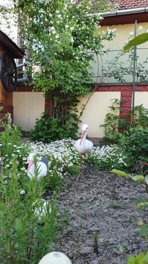 Affittacamere La Mosu-n Retezat Nucsoara  Esterno foto