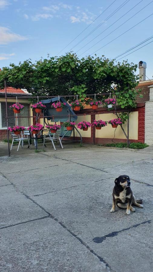 Affittacamere La Mosu-n Retezat Nucsoara  Esterno foto