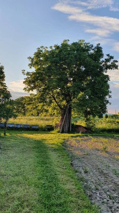 Affittacamere La Mosu-n Retezat Nucsoara  Esterno foto